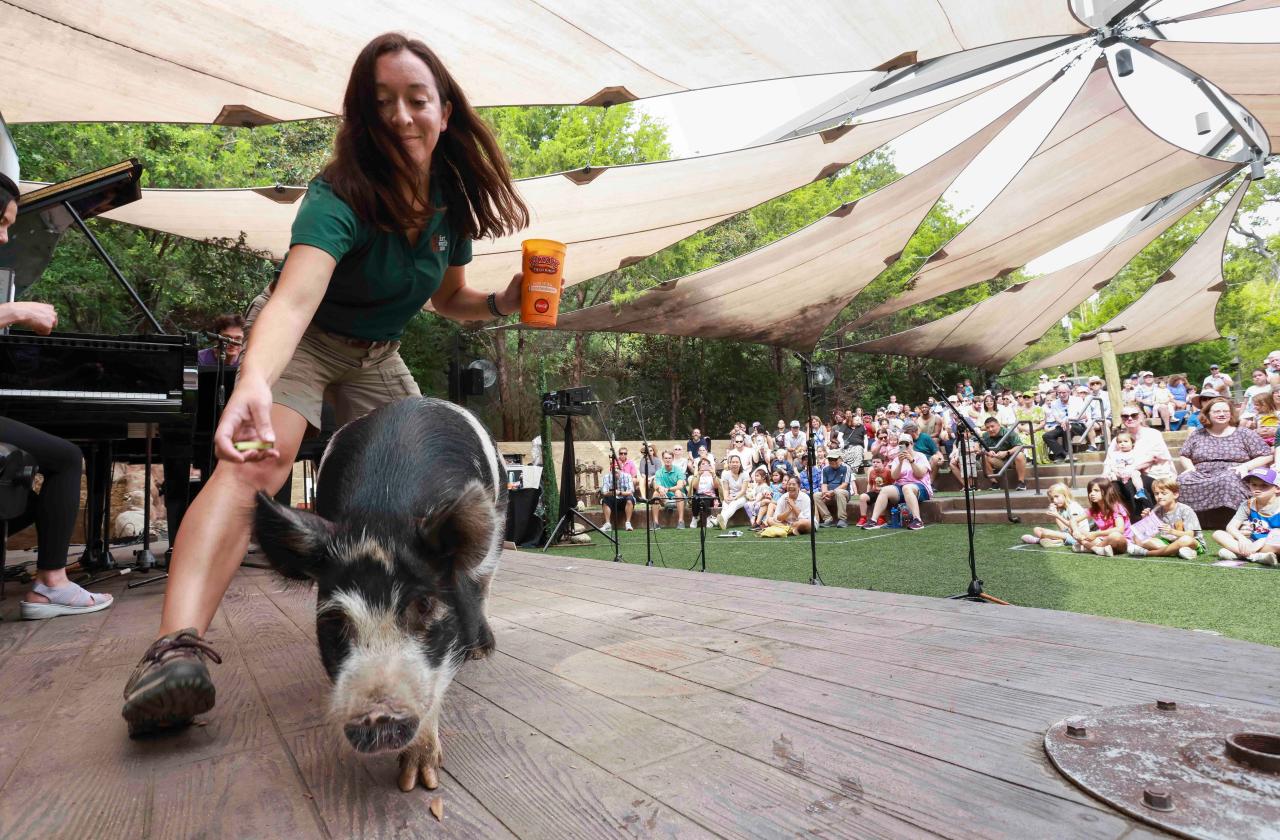 Carnival of the Animals at the Fort Worth Zoo