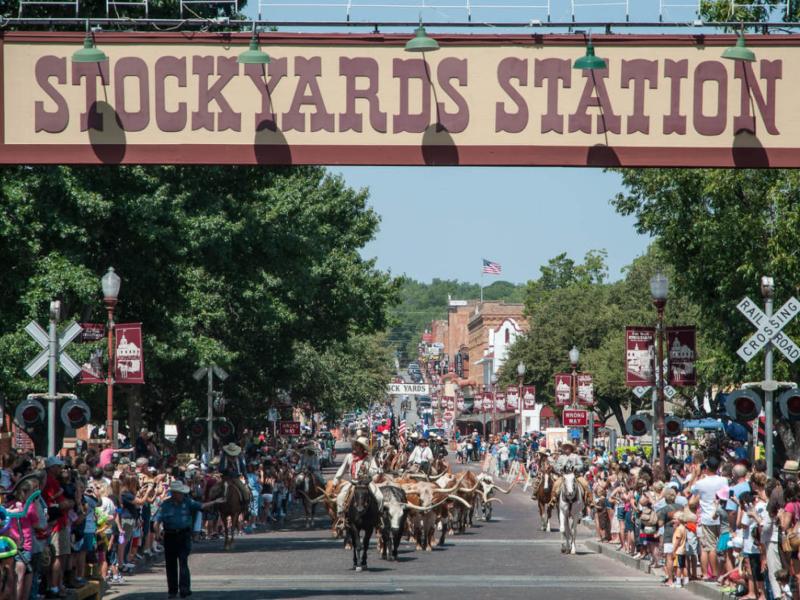Drovers lead cattle down exchange avenue in the Fort Worth Stockyards