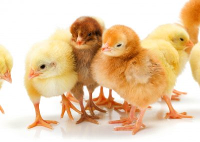 Pictures You Can Hear: Baby Chicks